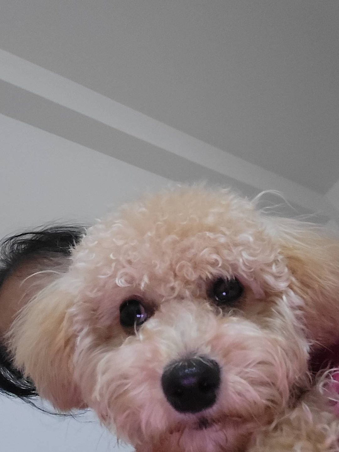 系爭犬可愛程度檢驗 2