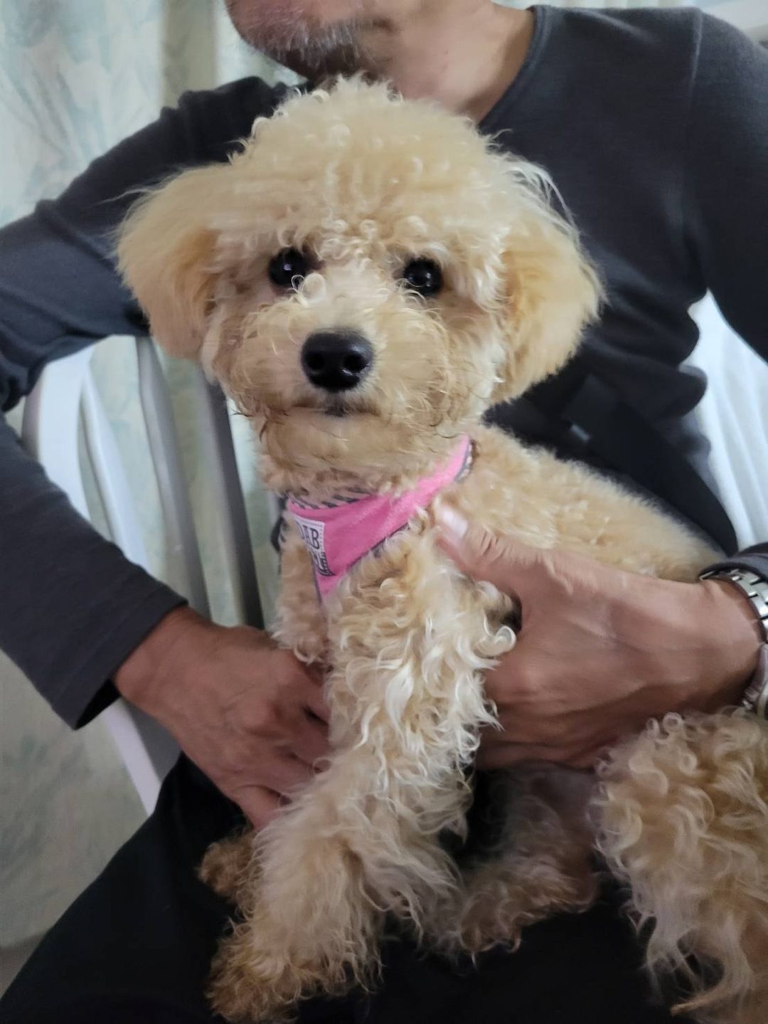 系爭犬可愛程度檢驗 4