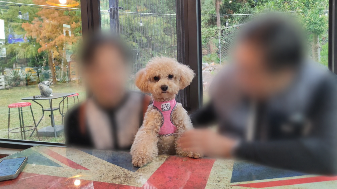 系爭犬家庭成員化照片 5