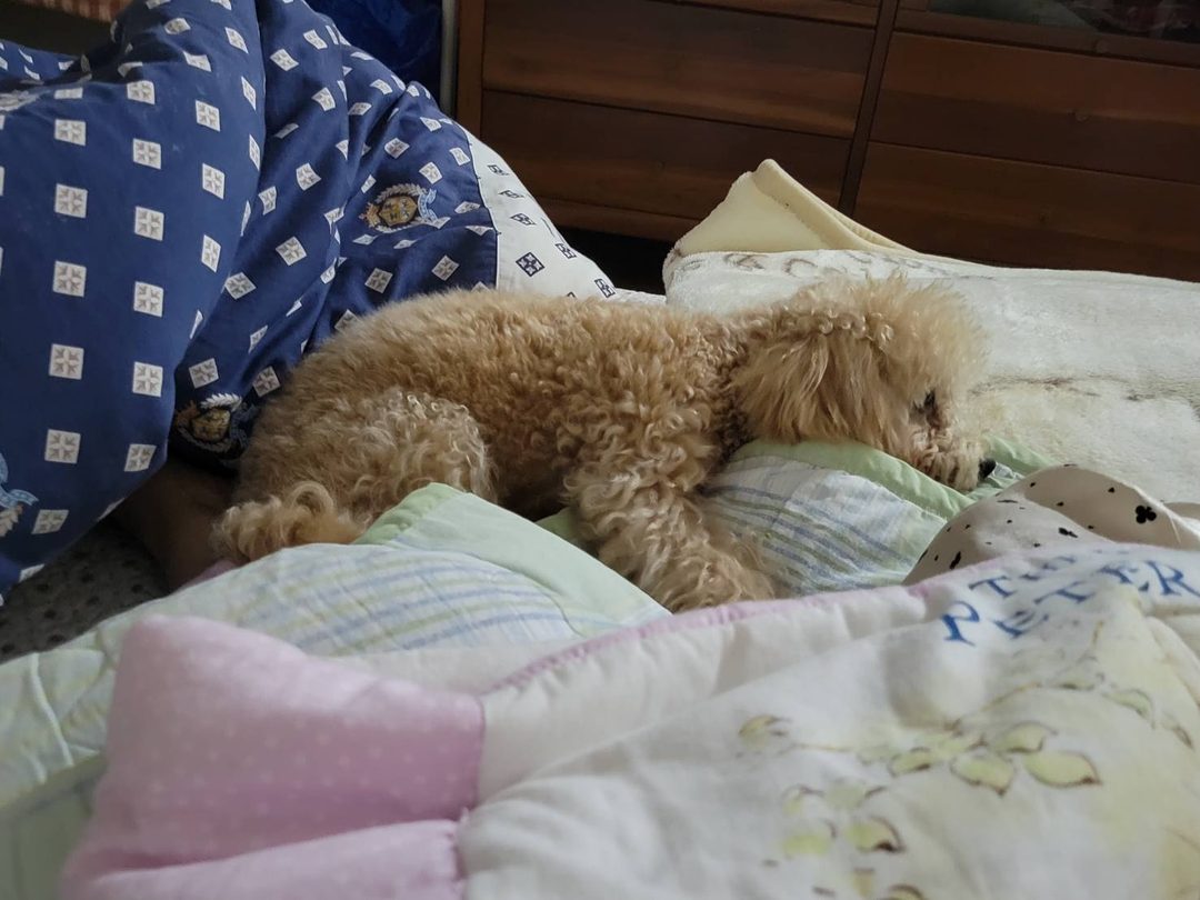系爭犬日常安置照片 6